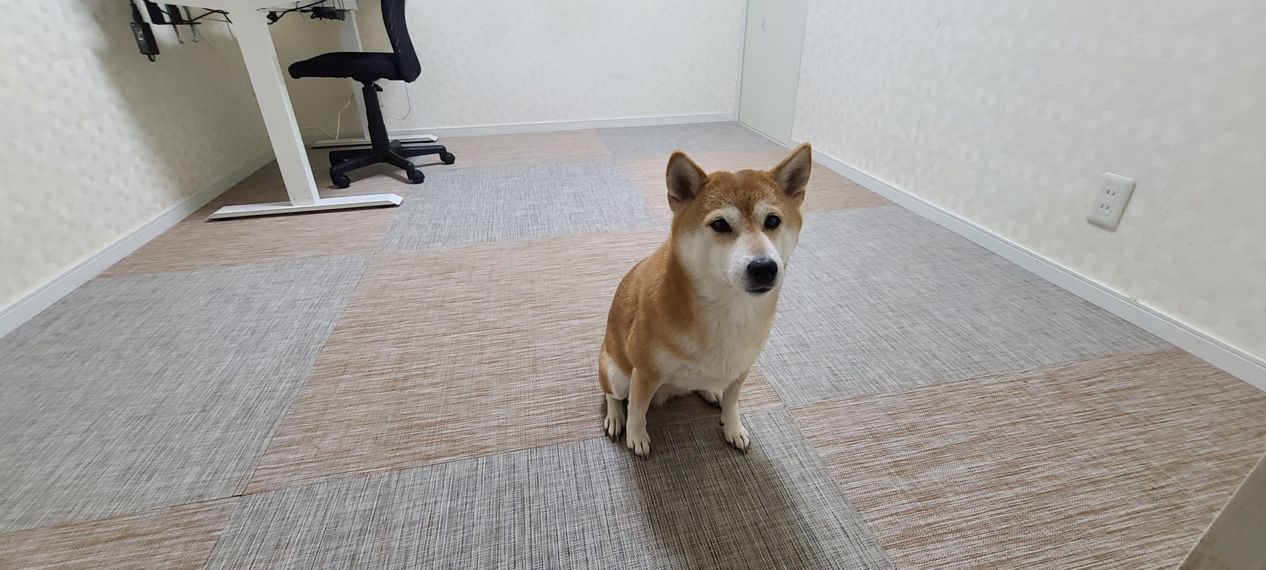 ペットと飼い主が快適に暮らす
